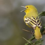 Perbedaan burung sirtu jantan dan betina