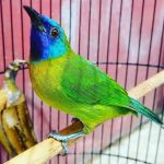 Download suara burung kinoi untuk masteran