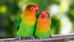 Cara membedakan lovebird jantan dan betina paling akurat