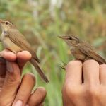 Burung Kerakbasi jantan fan betina