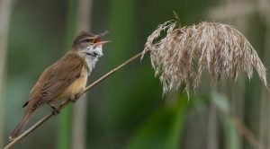 Burung kerakbasi jantan