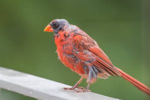 Cara mengatasi burung gagal mabung