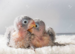 Anakan lovebird baru panen memang susah diloloh