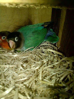 Banyak persoalan mengenai indukan lovebird yang menutupi telurnya dengan sarang