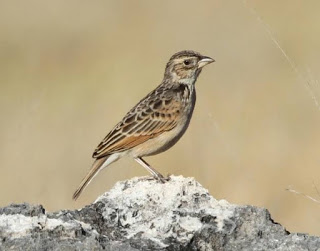 Cara Merawat Burung Branjangan Bahan