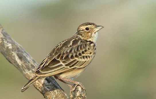 Gambar Branjangan Jawa / Mengenal Jenis Burung Branjangan Habitat Makanan Suara