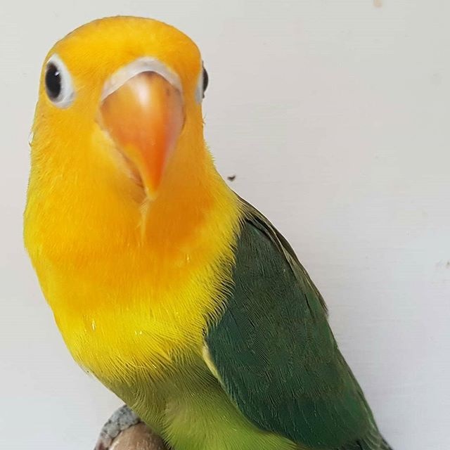 3 Cara Cetak Lovebird Australian Yellow Face Akurat