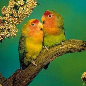 rahasia lovebird ngekek panjang