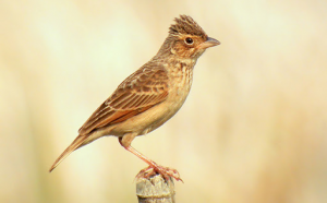 suara burung branjangan