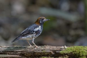 suara burung anis kembang