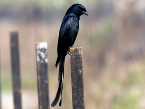 suara burung srigunting