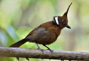 suara burung cililin