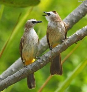 suara burung jogjog