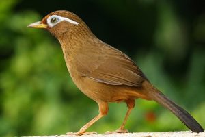 suara burung wambi