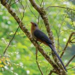 kicauan burung kadalan kembang