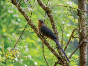 kicauan burung kadalan kembang