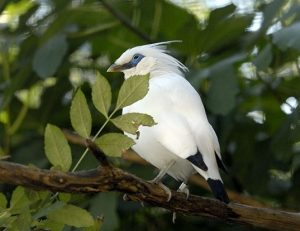 suara burung jalak bali