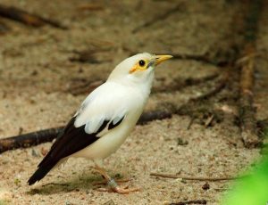 suara burung jalak putih