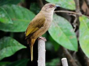 suara burung merbah lekir