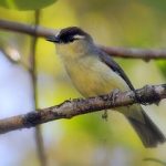 suara burung opior jambul