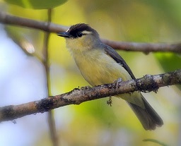 suara burung opior jambul