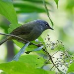 suara burung opior jawa