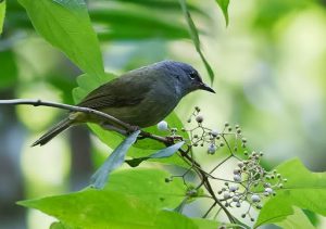 suara burung opior jawa