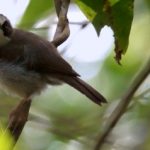 suara burung opior paruh tebal