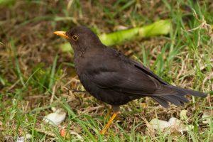 kicauan burung anis gading