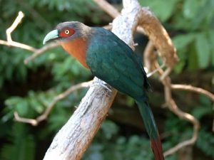 kicauan burung kadalan birah