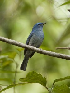 kicauan burung seledang biru