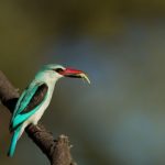 suara burung raja udang