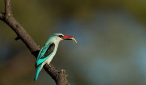 suara burung raja udang