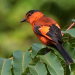 Suara burung mantenan