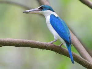 suara burung cekakak sungai