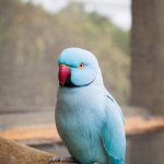 suara burung indian ringneck