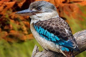 suara burung kukabura