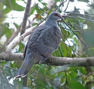 suara burung merpati murung