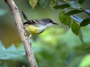 suara burung prenjak jawa