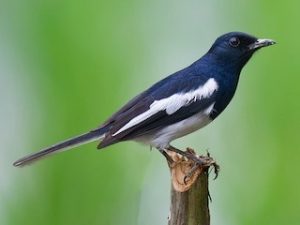 suara burung kacer hitam