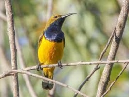 suara burung kolibri wulung