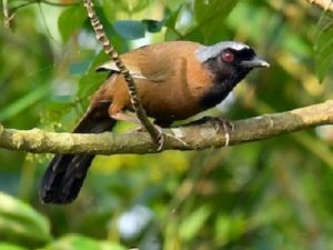 suara burung poksay mandarin