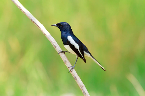 7 Rahasia Cara Ternak Burung Kacer Biar Cepat Bertelur