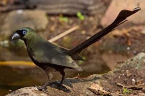 burung yang ditakuti Murai Batu