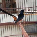 Jangan Sembarangan! Hindari Burung yang Ditakuti Murai Batu Berikut Ini Agar Tidak Mengganggu