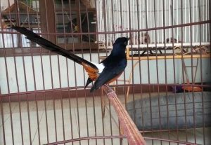 Jangan Sembarangan! Hindari Burung yang Ditakuti Murai Batu Berikut Ini Agar Tidak Mengganggu