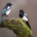 Burung yang tidak boleh dekat dengan Murai Batu