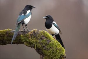 Burung yang tidak boleh dekat dengan Murai Batu