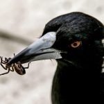 5 Makanan Burung Murai Batu yang Paling Bagus untuk Tumbuh Kembang Si Petarung