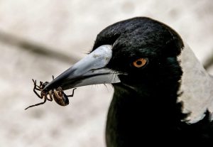 5 Makanan Burung Murai Batu yang Paling Bagus untuk Tumbuh Kembang Si Petarung